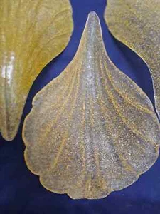 Vintage 5 pieces golden sandy glass shell shade chandelier - Picture 1 of 4