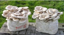 Funghi:20ml Funghi Ostrica siringa spore/LC (100% sterile) coltivazione facile