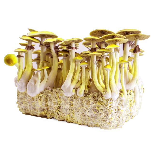 Grow Kit - Cogumelo Shitake