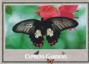 Mormon Butterfly - Afbeelding 1 van 2