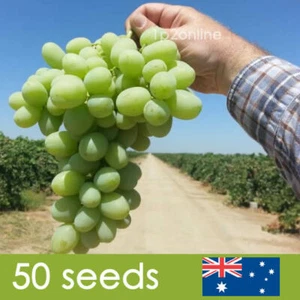 60 Large Green Grape Seeds Wild Exotic RARE sweet grape Seed Wine - Picture 1 of 4