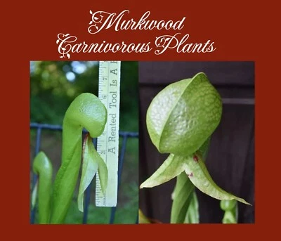 NEW!! Cobra Lily Darlingtonia 5 Variety Pack Carnivorous Plant 50 SEEDS - Image 1 of 4