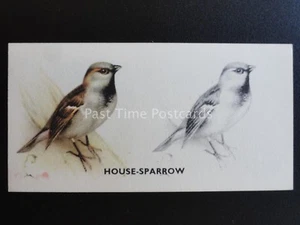 No.2 HOUSE SPARROW - Bird Painting by Godfrey Phillips 1938 - Picture 1 of 1
