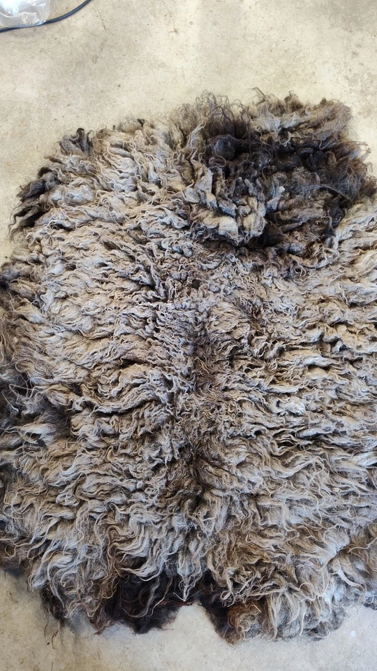 raw wool - Shetland fleece - gray/black/flecks of brown- felting - FREE SHIPPING - Image 1 of 4