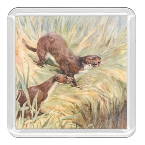Comadreja Vida Silvestre Naturaleza Acrílico Montaña Montaña Novedad Taza Taza Gran Regalo - Imagen 1 de 1