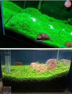 Aquarium Grass Plant Seeds 10g Water Grasses Random Aquatic Plant Grass Seeds - Picture 1 of 1