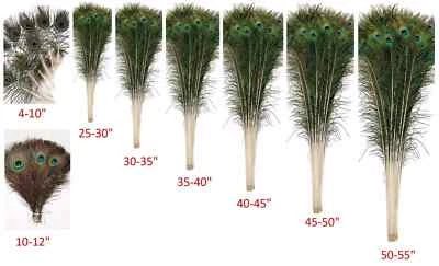 PEACOCK FEATHERS 10''-55" Beautiful Natural Eyes 10-200 Pcs (Halloween/Costume) - Image 1 of 4