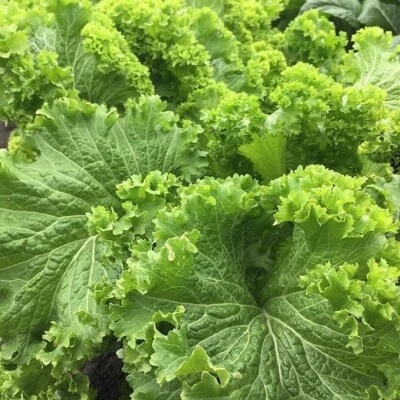 Mustard Seeds, Southern Giant Curled, Non-GMO, Heirloom, Greens, Free Shipping - Image 1 of 2