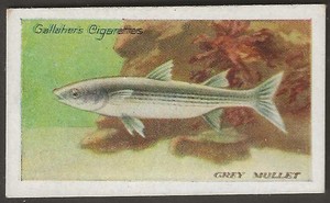 GALLAHER-THE ZOO AQUARIUM 1924-#070- GREY MULLET 