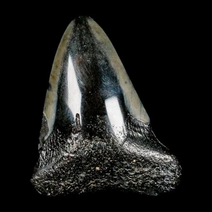 2,5 Zoll Qualität Megalodon Haizahn Wellenschliff Fossil natürliches Miozän Echtheitszertifikat - Bild 1 von 7