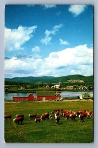 Postcard Vtg Typical Southwest Ranch Home Hereford Cattle Barns - Picture 1 of 2