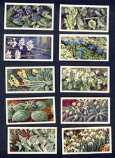 Brooke Bonds "Wild Flowers series 3". A full set of 50 cards.