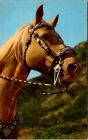 Palomino Pferd Gesicht Mähne Silber Ziergurt Zügel Chrom Postkarte Mike Roberts 