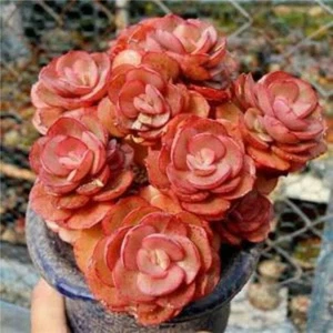 Echeveria 'Suyon 6cm 🏵️limited one buy Only Succulent - Picture 1 of 4