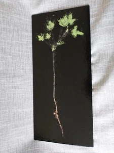 Sol Eyes Art Glass  Baby Tree  2020 Wall Hanging  Glass Panel by Emily Simpson  - Picture 1 of 8