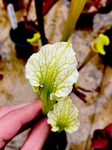 Sarracenia Leucophylla x Asbo (carnivorous pitcher plant) - Picture 1 of 6