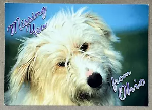 Geetings from OHIO - Vintage Postcard - Bild 1 von 2