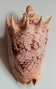 Sea shell cymbiola imperialis 162mm, F+++, nice form, superb - Picture 1 of 6