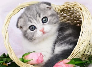 3D Lenticular Picture Scottish Fold Kitten Cat In Basket Size 39x29cm apx New  - Picture 1 of 1