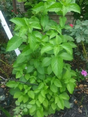  100 Scent Leaf SEEDS, Clove Basil, African Basil, Nchanwu, Efirin, Ntonng, - Image 1 of 2