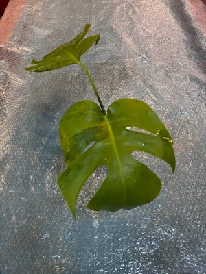 Monstera verde sobre verde - Planta rara y original - Perfecta salud - Imagen 1 de 4