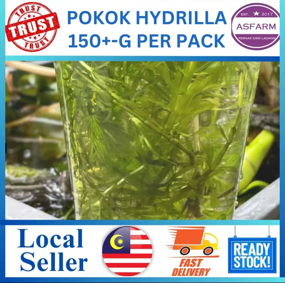 Hydrilla Tree, 150g+- per pack (ASFARM) - Image 1 of 4