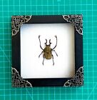 Framed Beetle Taxidermy Preserved Bug Insect Goth Art Gift For Entomology Lover