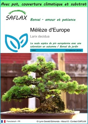 SAFLAX - Garden to go - Mélèze d'Europe - 75 Graines - Photo 1/4