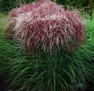 10 x Miscanthus sinensis 'Versammlung' (Ziergras/Gräser/Stauden) Chinaschilf - Bild 1 von 5