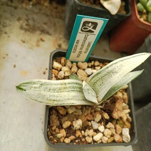 Aloe White Knight - Picture 1 of 3