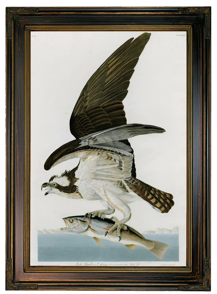 Impresión en lienzo con marco de madera de halcón u águila pescadora Audubon repro 12x18 Foto 1 de 1