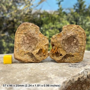 Trias fossile Garnelen in Knötchen - zwei Hälften - Madagaskar Exemplar - original - Bild 1 von 1