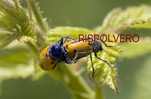 Fotografia Photo 24x30 Macro Coleottero HD Alta Definizione - Bild 1 von 1