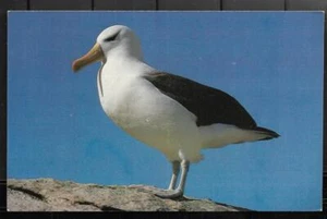 ISLAS FALKLAND, POSTAL SIN USAR DE UN ALBATROS DE CEJAS NEGRAS, POR STEEPLE JASON - Imagen 1 de 1