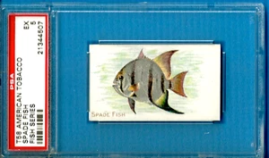 Serie American Tobacco Fish 1910 T58 - Spade Fish Psa 5 (Pop 2 - 0 superior) - Imagen 1 de 2