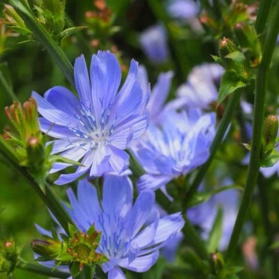 1000+ CHICORY SEEDS (Cichorium intybus)- Blue Dandelion | Coffeeweed -Succory US - Image 1 of 3