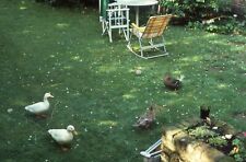 1985 Ducks Eating on Grass 80s Vintage 35mm Kodachrome Slide 