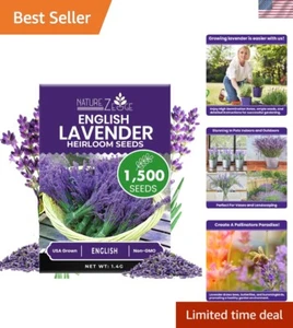 1500 Non-GMO Lavender Seeds - Fragrant, Drought-Tolerant & Pollinator-Friendly - Picture 1 of 8