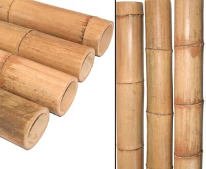 Bambusrohr Moso natur 100cm Durch. 9,8 bis 12cm gelbbräunlich, hitzebehandelt - Bild 1 von 5