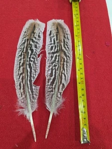 Z57 Pair Hybrid Sweetgrass Turkey Wing Feather - Picture 1 of 1
