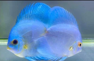 High Quality Blue Diamond Discus Fish 3.5in - Nice Body Shape - Picture 1 of 1