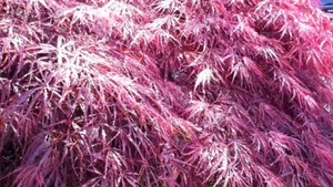 15 ORNATUM JAPANESE MAPLE SEEEDS - Acer palmatum 'Dissectum Ornatum' - Picture 1 of 6