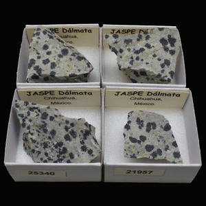 JASPE Dalmata (Chihuahua, Mexico) "ver disponibles" / Dalmatian Jasper - Picture 1 of 6