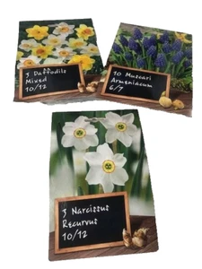 Daffodils, Narcissus And Muscari Bulbs 16 bulbs - Picture 1 of 6