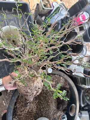 RARE SUCCULENT Operculicarya Pachypus - 5 RARE Seeds - Succulent Bonsai Plant seeds fast grow