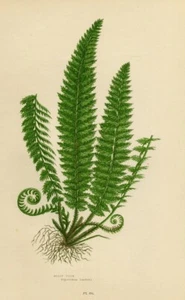 1899 Antique Print = FELCE (294) Plants = CHROMOLITHOGRAPHY by Pratt - Picture 1 of 1