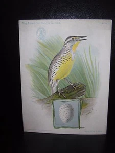 Postales The American Singer Series No 16 Meadow Lark - Imagen 1 de 2