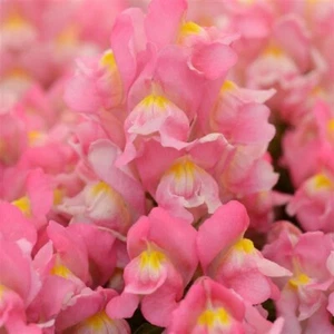 Snapdragon Seeds 50 Pelleted Seeds Snapdragon Snapshot Pink - Picture 1 of 1