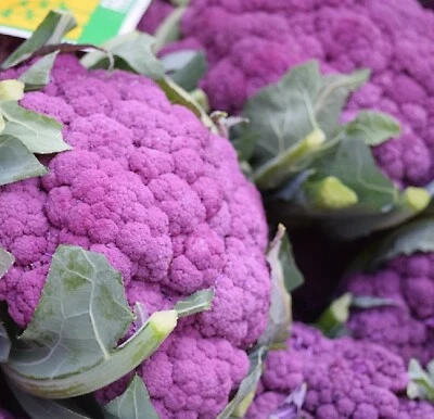 100 Graines de Chou-Fleur Violet - jardin potager légume rare semences paysannes - Photo 1/3
