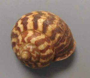 Caracol de tierra Cyclophorus linguiferus RARA VEZ OFRECIDO 24-26 mm gema/F+++ con ópera - Imagen 1 de 5